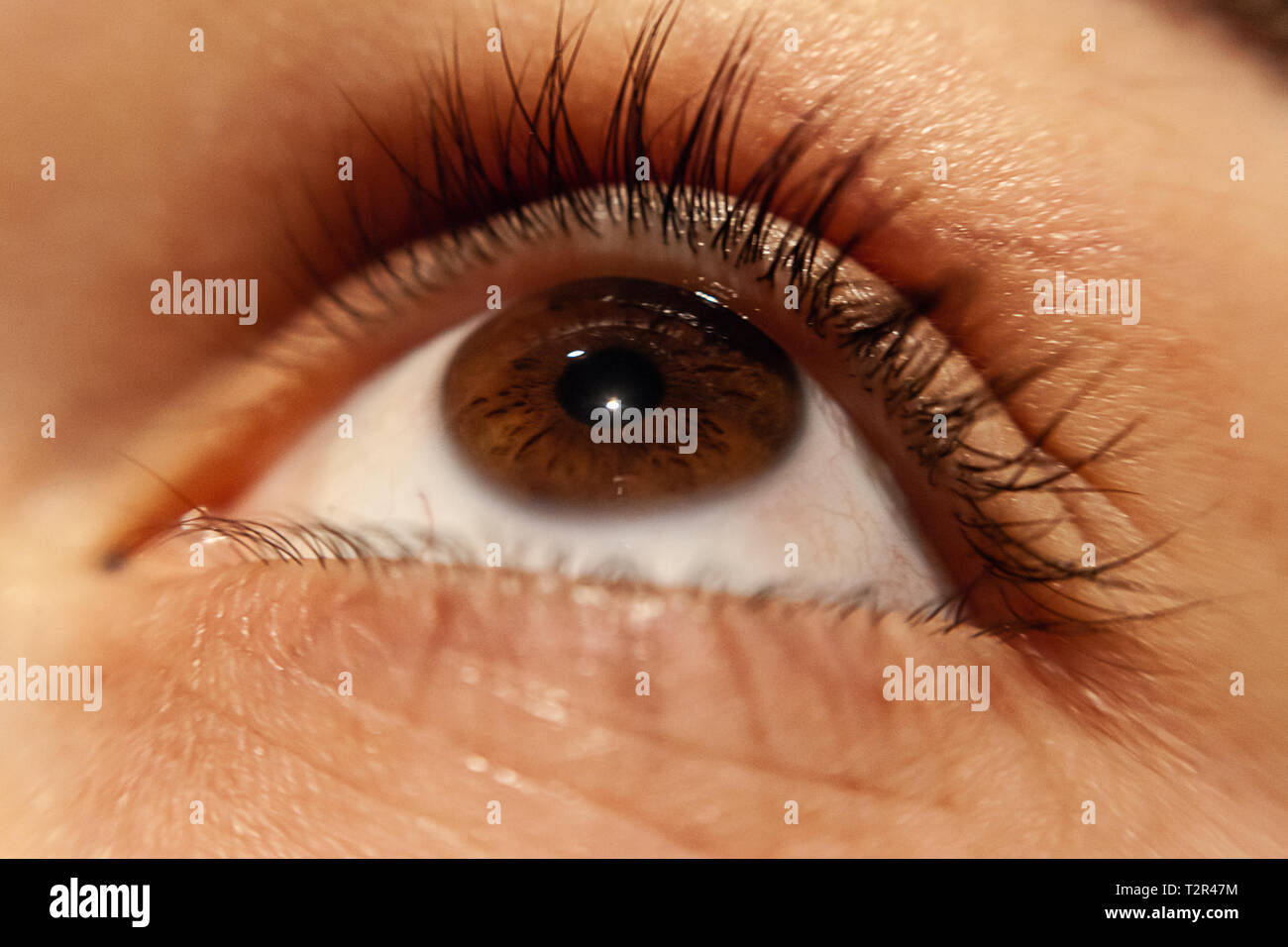 Braune Augen isolierten menschlichen Augen - eine schöne braune Augen - Bild Stockfoto