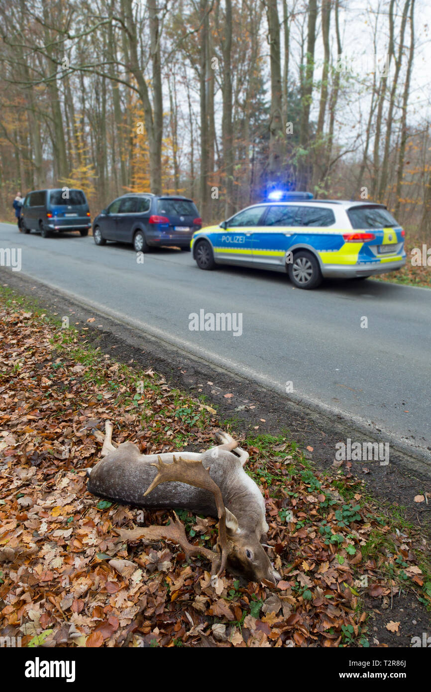 Roadkill Damwild (Dama Dama) Hirsch durch den Straßenverkehr getötet nach Zusammenstoß mit Auto befahrene Straße überqueren Stockfoto