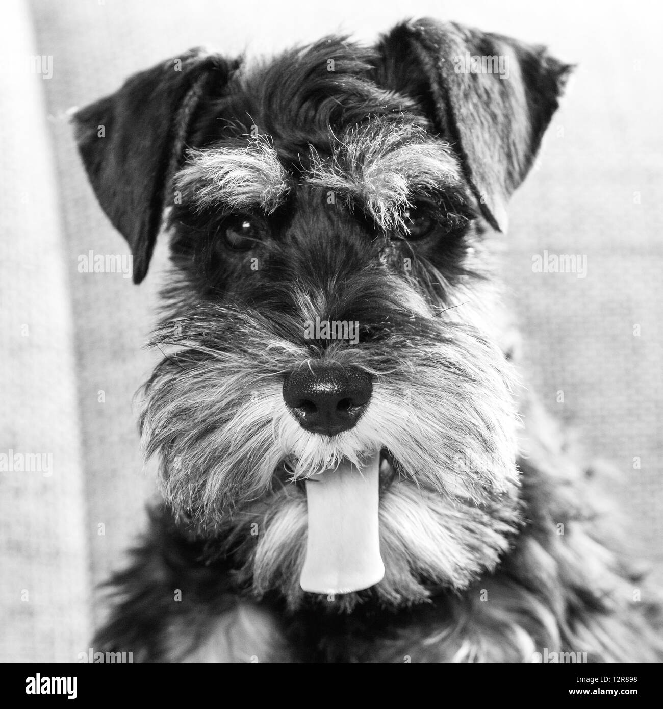 Junge Zwergschnauzer Hund an Kamera suchen, Schwarz und Weiß pet portrait mit Zunge zeigen von Stockfoto