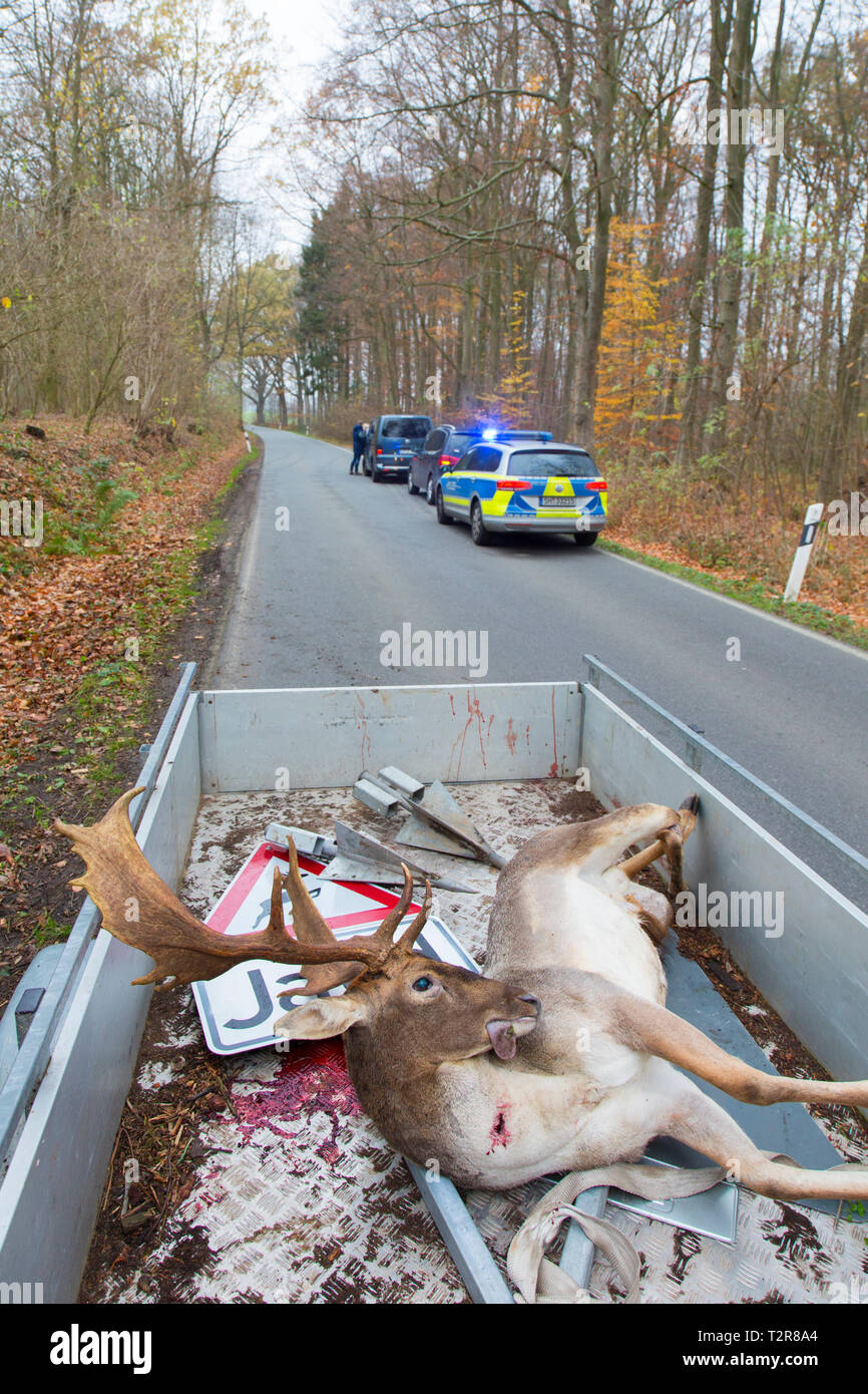 Roadkill Damwild (Dama Dama) Pickup truck. Hirsch getötet durch Verkehr nach Zusammenstoß mit Auto befahrene Straße überqueren Stockfoto
