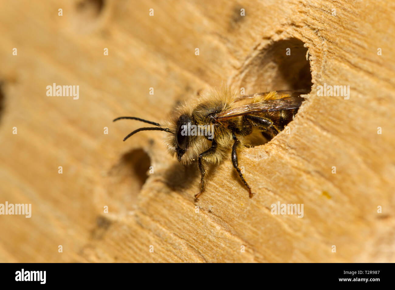 Rote Mauerbiene Osmia bicornis, Rot, Mason bee Stockfoto
