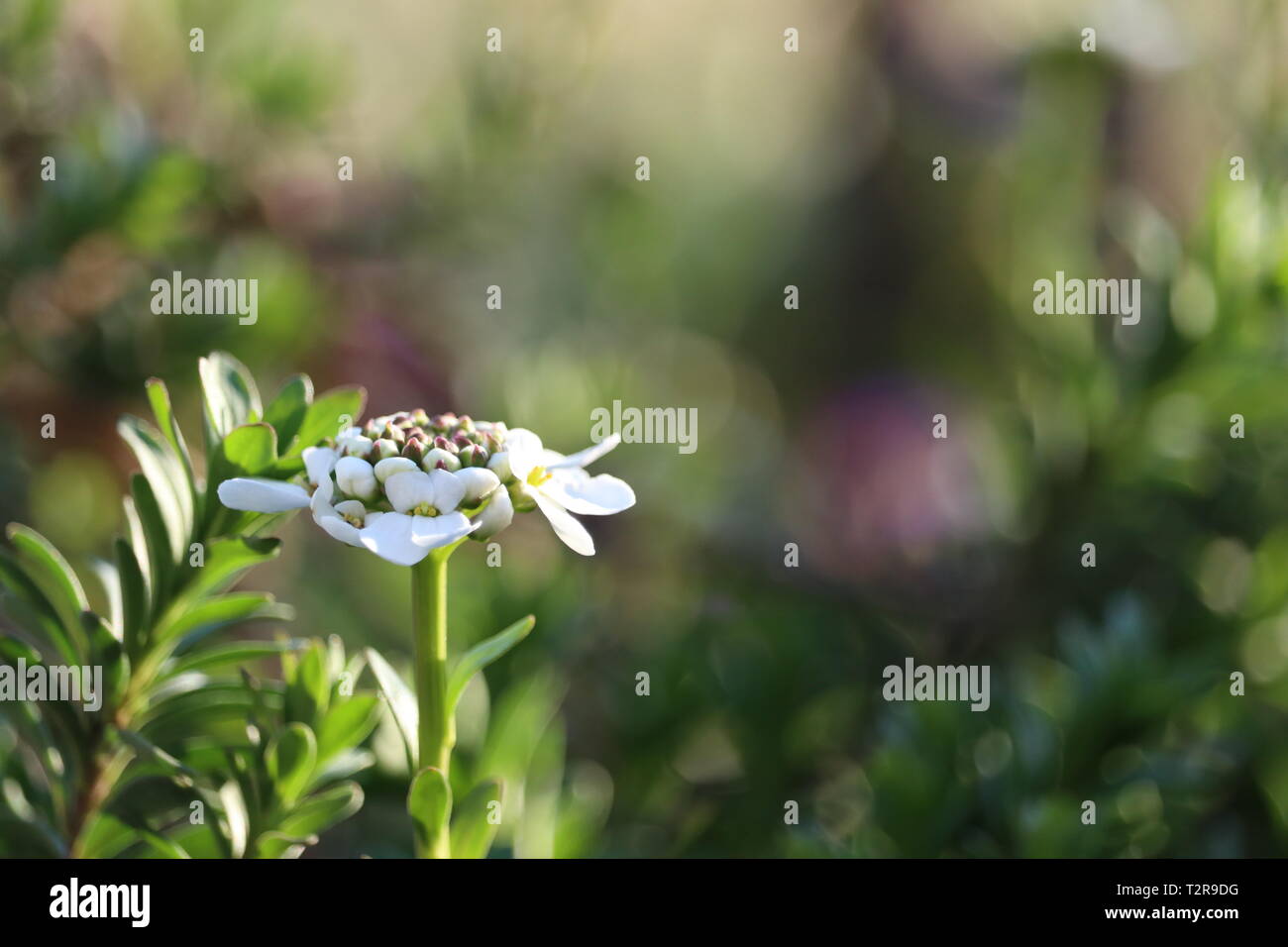 Blühende Staude candytuft - Iberis saxatilis Stockfoto