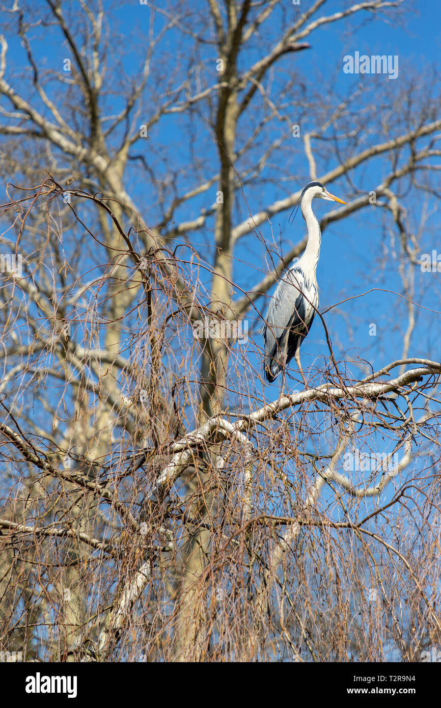 Reiher sitzen auf einem Baum Stockfoto