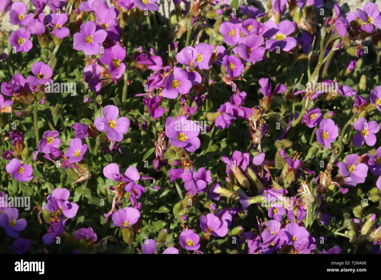 Purple groundcover aubretia Blume Stockfoto