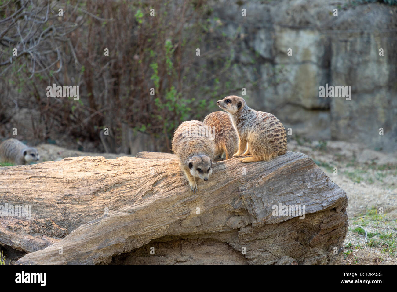 Erdmännchen im Zoo in Zagreb, Kroatien Stockfoto