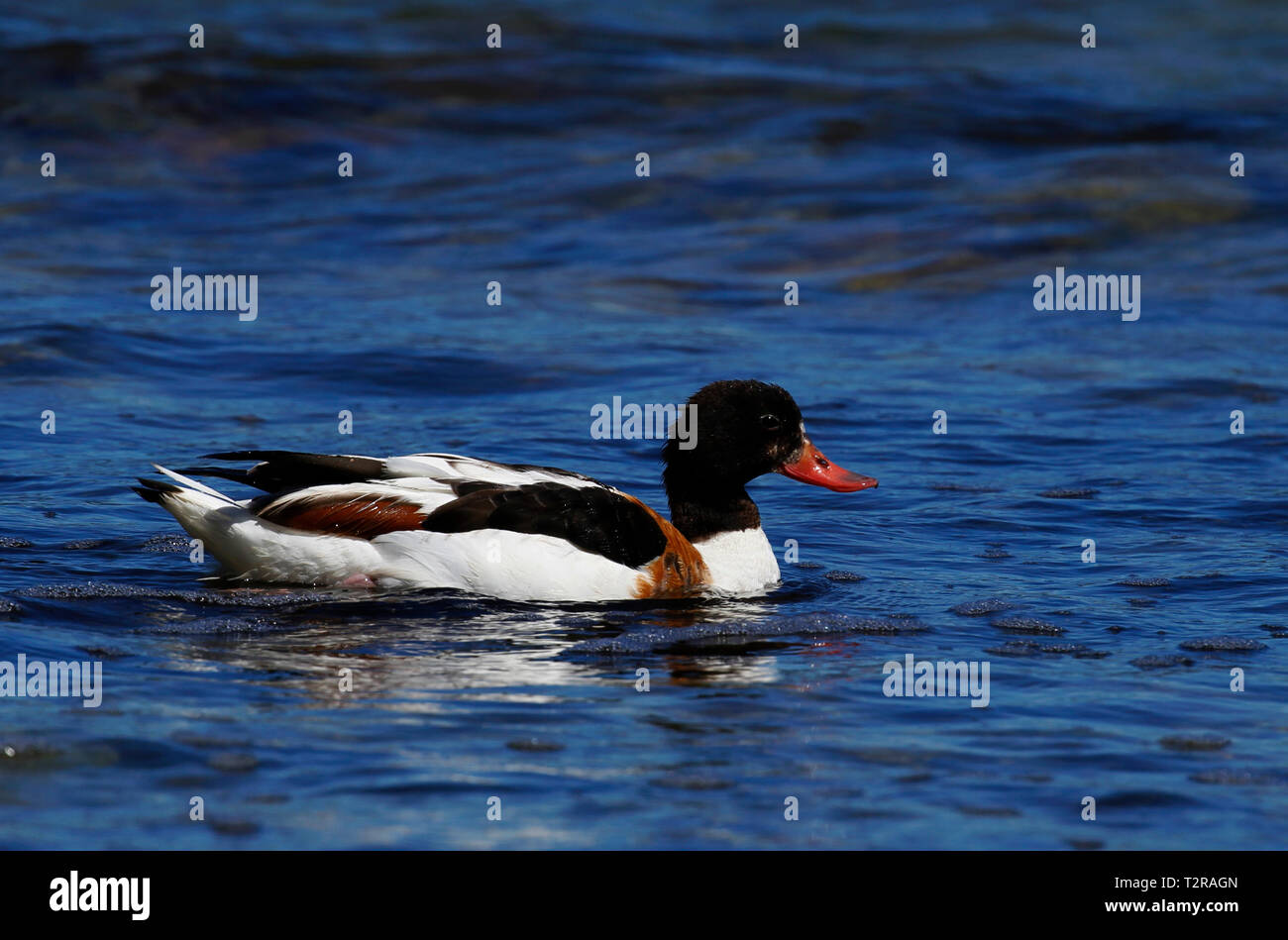 Erwachsene Frau Brandgans, Tadorna taorna, Schwimmen in der Ostsee auf der Insel Gotland in Schweden. Stockfoto