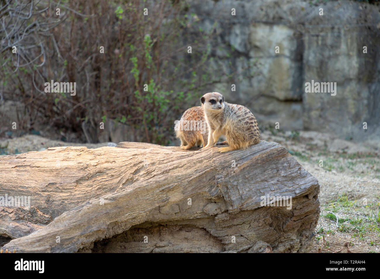 Erdmännchen im Zoo in Zagreb, Kroatien Stockfoto