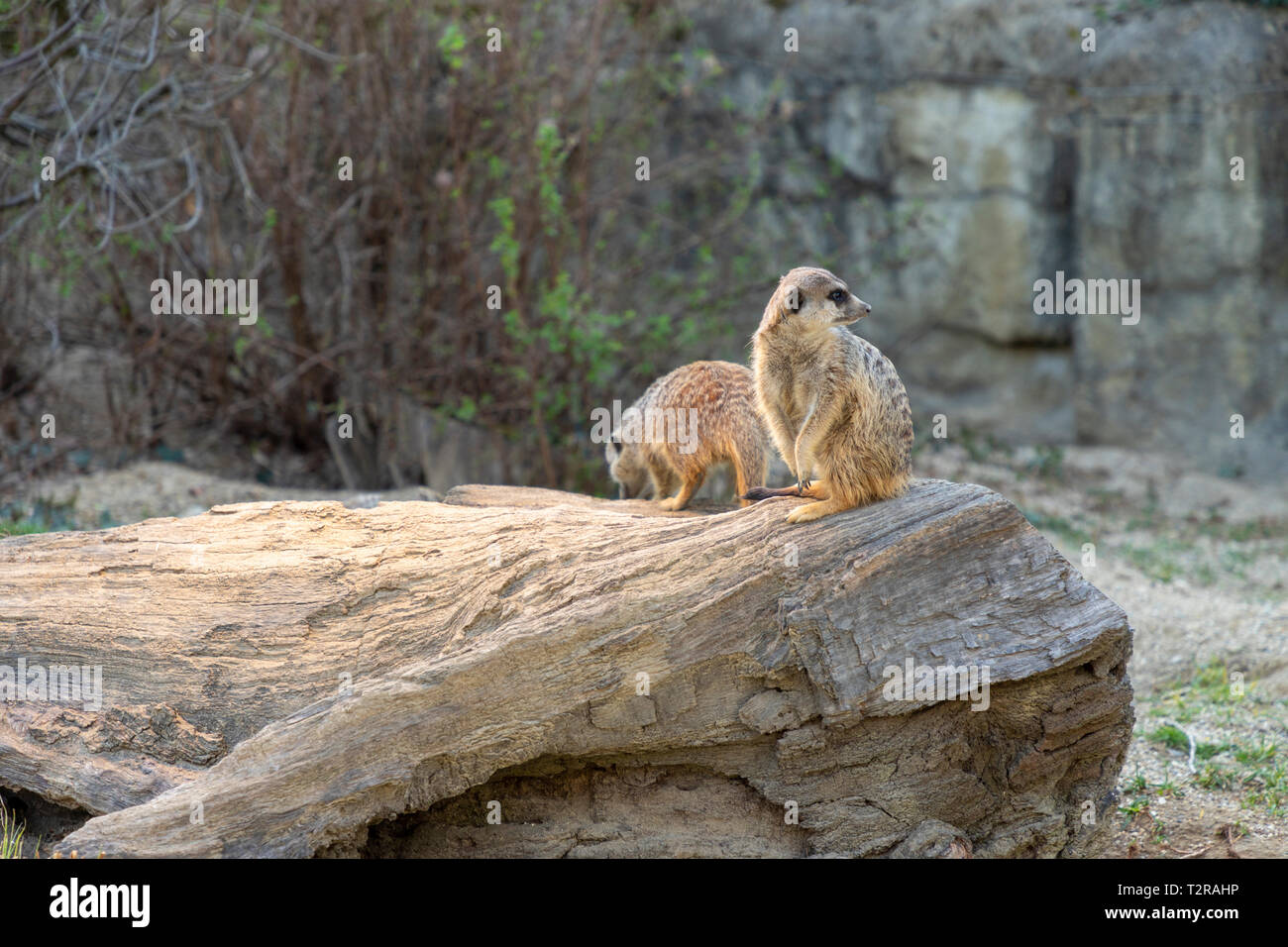 Erdmännchen im Zoo in Zagreb, Kroatien Stockfoto