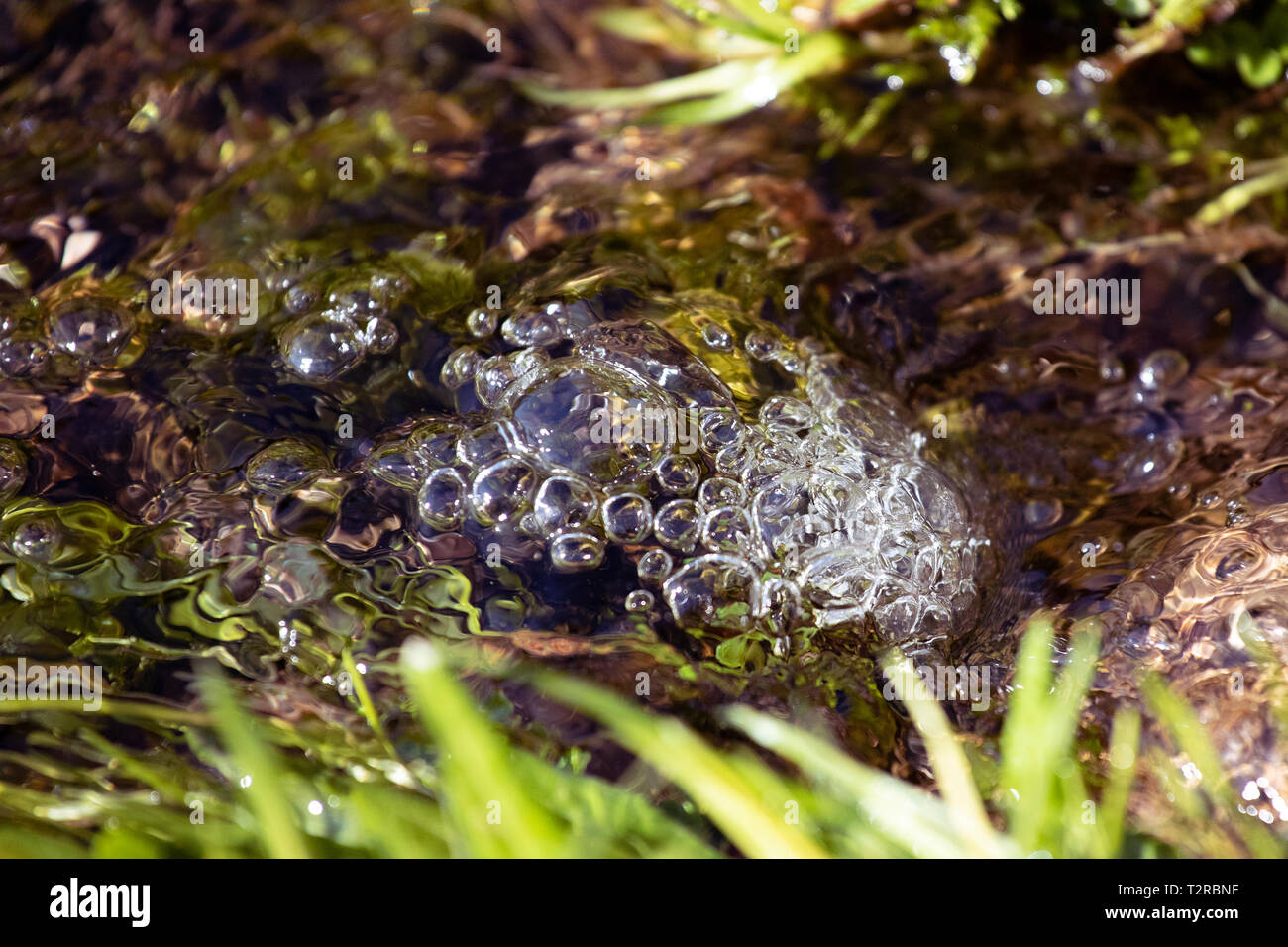 Makro, Luftblasen im Wasser in natürlichen Bach. Close-up. Stockfoto