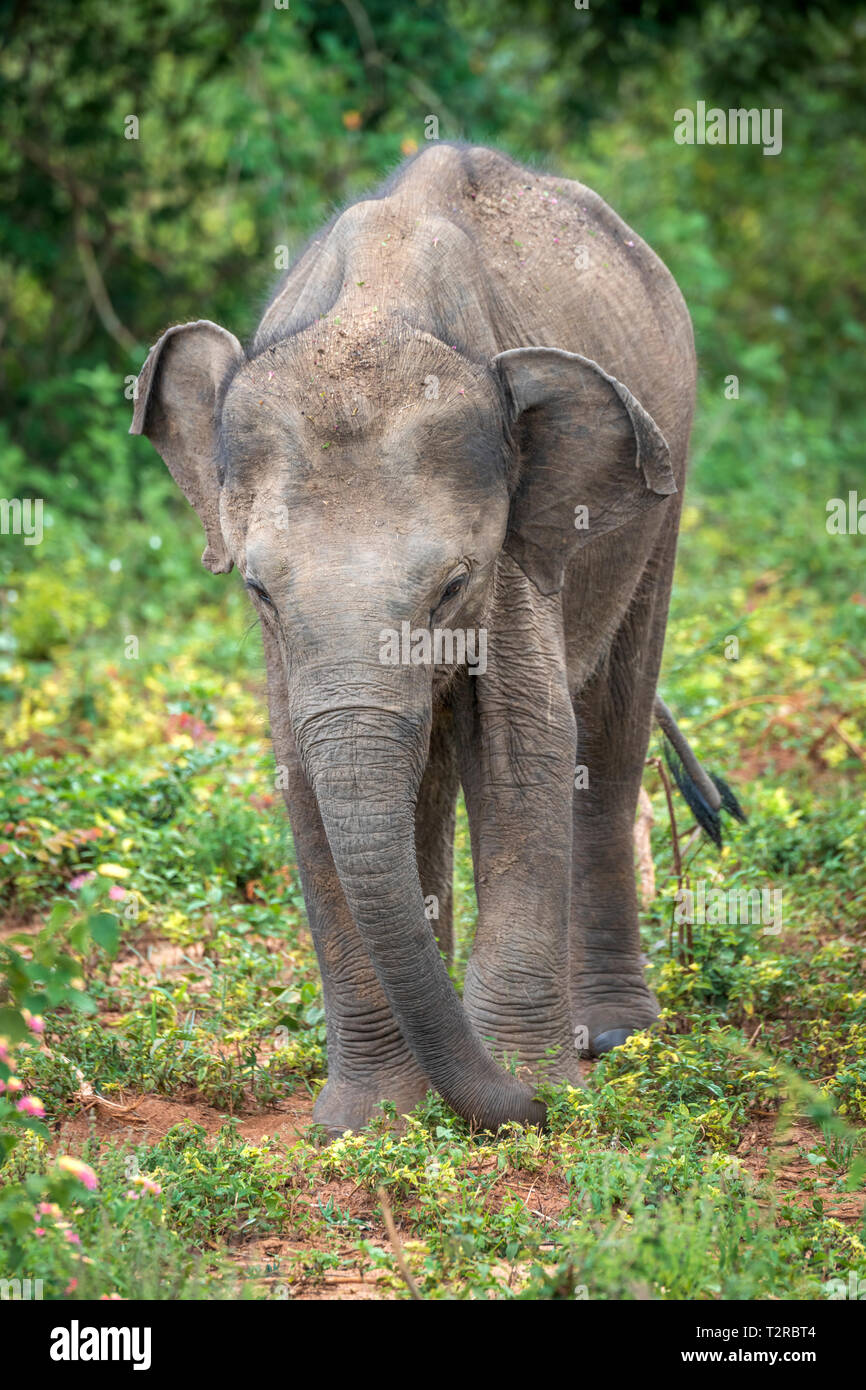 Tief im Inneren Udawalawe National Park in der südlichen Provinz von Sri Lanka, ein verspieltes Baby Elefant von einem anderen Mitglied der Herde lernt. Stockfoto