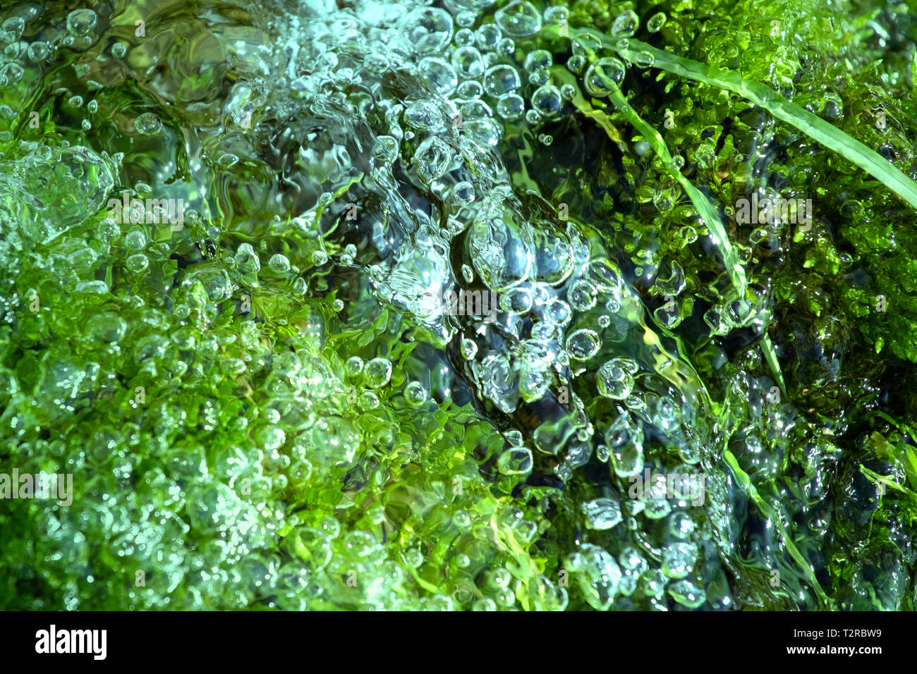 Pulsierende grüne organischen Hintergrund. Pflanzen unter Wasser. Luftblasen im Wasser. Stockfoto