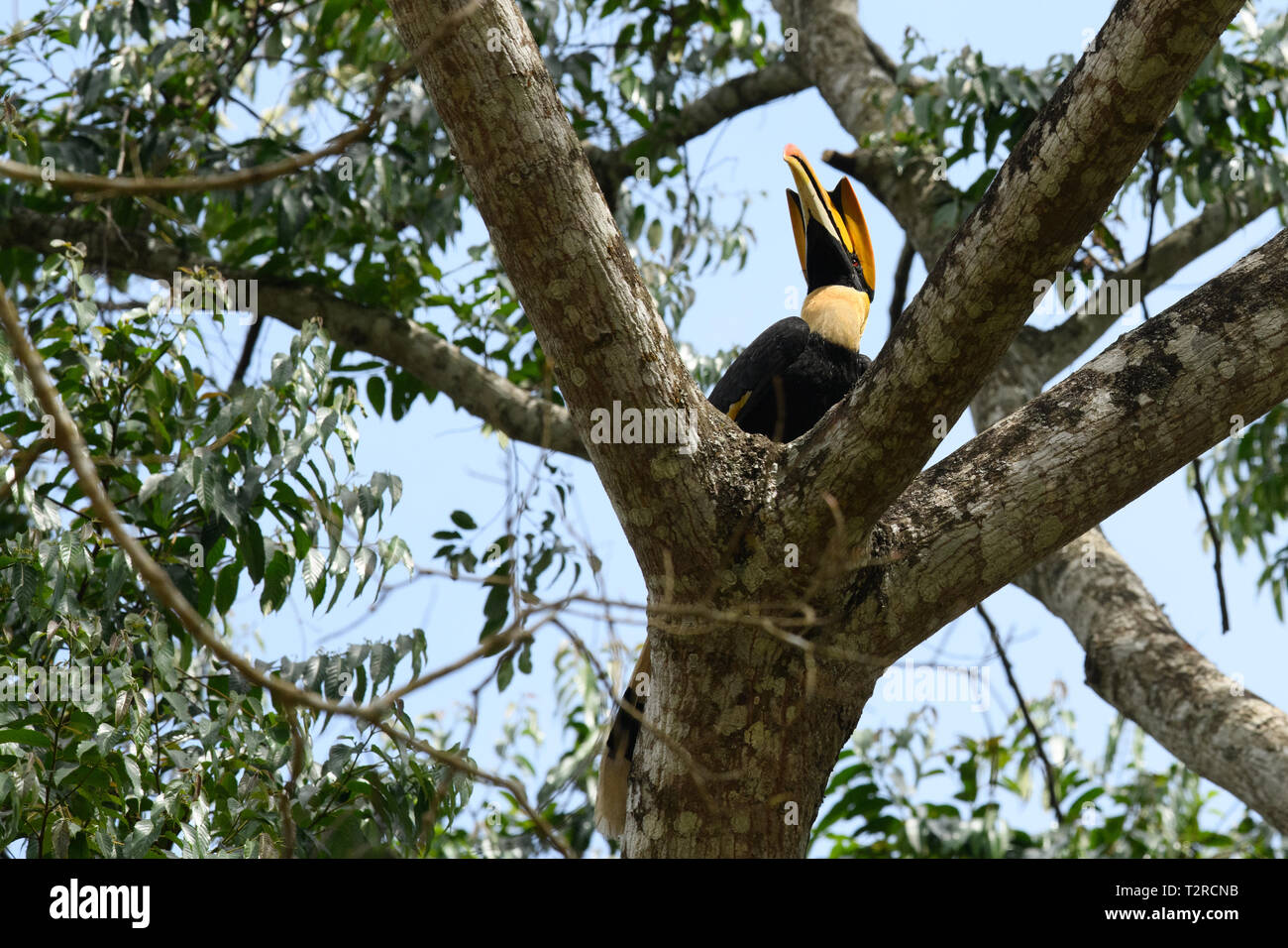 Closeup Portrait eines großen hornbil, Doppel oder große pied Hornbill, Buceros bicornis, Vogel in einem grünen Lebensraum Wald. Stockfoto