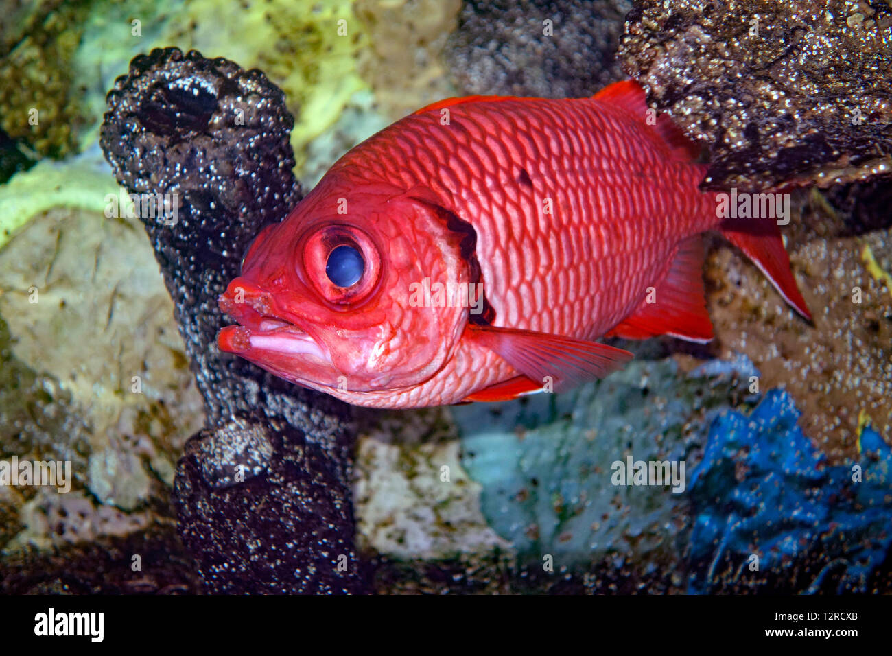 Myripristis Soldierfish Blackbar, jacobus ein Korallenriff Fische Stockfoto