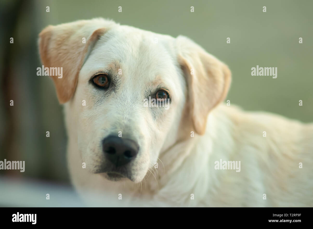 Ich Bin Ein Glucklicher Hund Stockfotografie Alamy