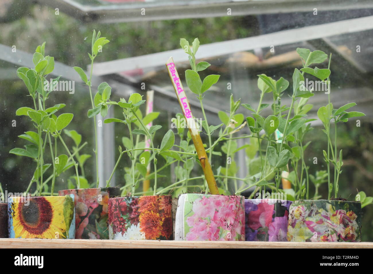 Süße Erbsensämlinge in einem kalten Rahmen. Herbst gesät Lathyrus odoratus Aushärten in einem kalten Rahmen im Frühjahr. VEREINIGTES KÖNIGREICH Stockfoto