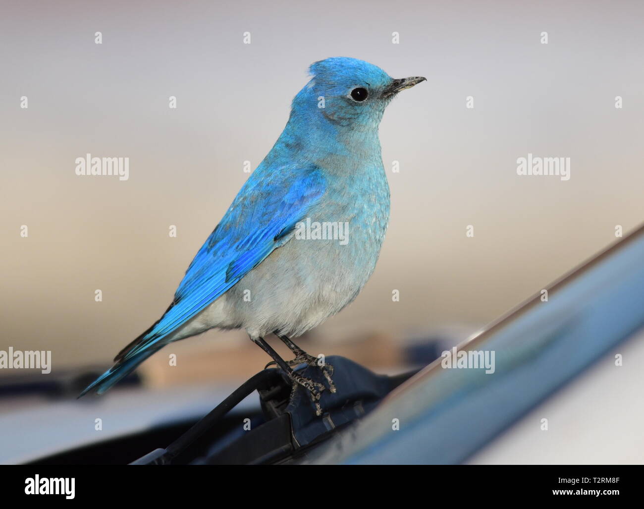 Ein Berg bluebird im Frühjahr an Seedskadee National Wildlife Refuge, 25. März 2019 in Sweetwater County, Wyoming. Bestimmte Vogelarten bekannt sind, ist dies Verhalten während der Brutzeit, wenn der Wettbewerb für Nesting Territorien ist hoch, zu präsentieren. Stockfoto