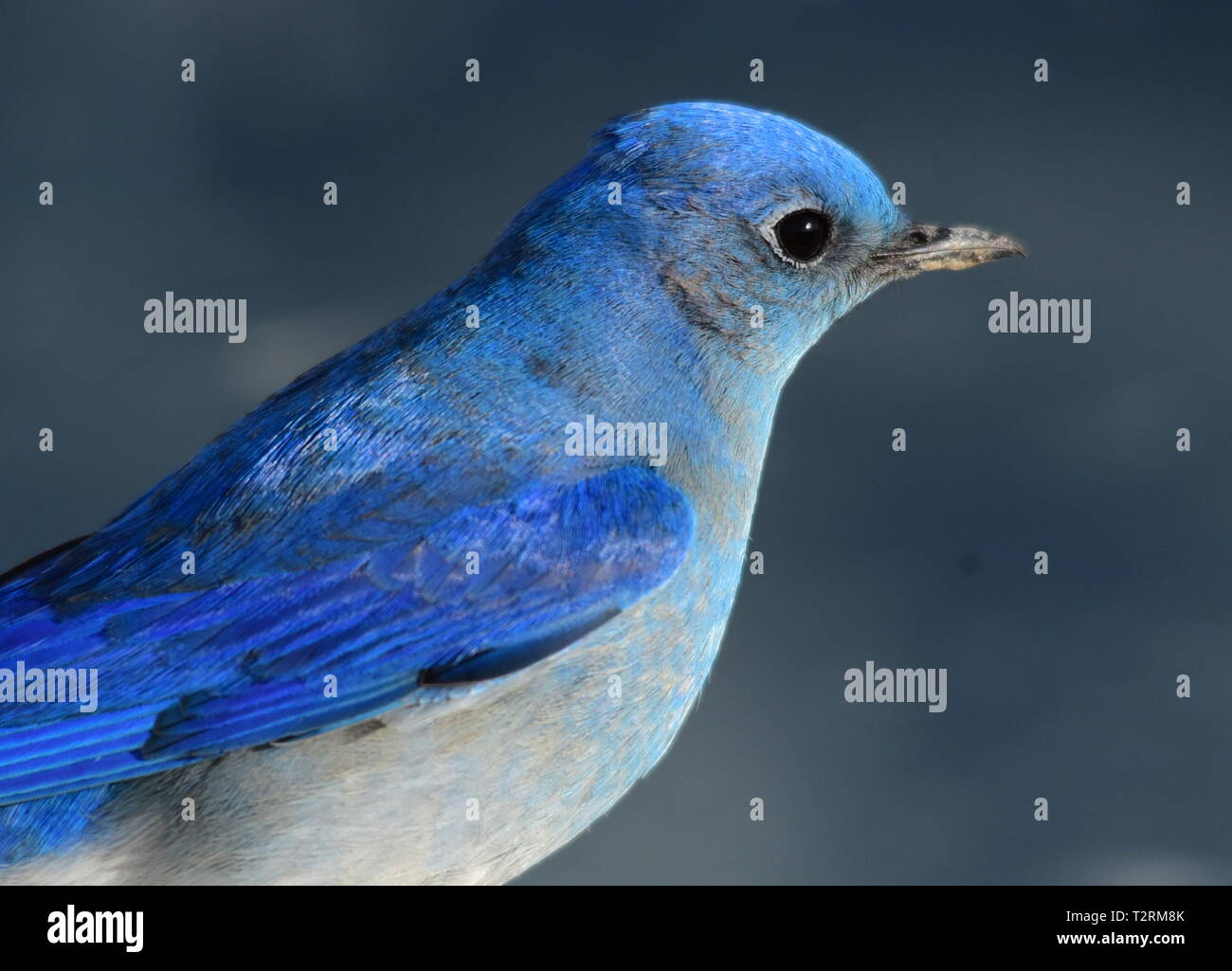 Ein Berg bluebird im Frühjahr an Seedskadee National Wildlife Refuge, 25. März 2019 in Sweetwater County, Wyoming. Bestimmte Vogelarten bekannt sind, ist dies Verhalten während der Brutzeit, wenn der Wettbewerb für Nesting Territorien ist hoch, zu präsentieren. Stockfoto