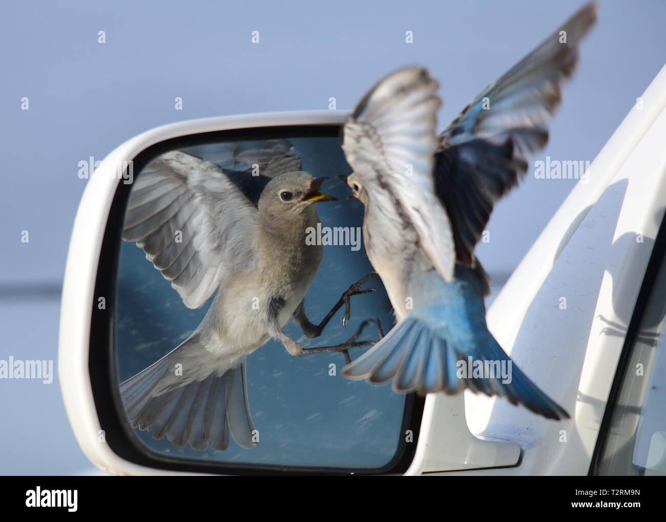 Ein Berg bluebird Angriffe ein Auto Spiegel nach dem Besuch der Reflexion und denkt, dass es sich um einen konkurrierenden Vogel bei Seedskadee National Wildlife Refuge, 25. März 2019 in Sweetwater County, Wyoming. Bestimmte Vogelarten bekannt sind, ist dies Verhalten während der Brutzeit, wenn der Wettbewerb für Nesting Territorien ist hoch, zu präsentieren. Stockfoto