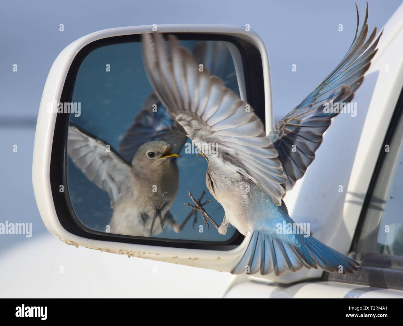 Ein Berg bluebird Angriffe ein Auto Spiegel nach dem Besuch der Reflexion und denkt, dass es sich um einen konkurrierenden Vogel bei Seedskadee National Wildlife Refuge, 25. März 2019 in Sweetwater County, Wyoming. Bestimmte Vogelarten bekannt sind, ist dies Verhalten während der Brutzeit, wenn der Wettbewerb für Nesting Territorien ist hoch, zu präsentieren. Stockfoto