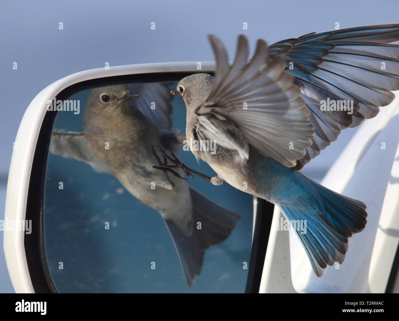 Ein Berg bluebird Angriffe ein Auto Spiegel nach dem Besuch der Reflexion und denkt, dass es sich um einen konkurrierenden Vogel bei Seedskadee National Wildlife Refuge, 25. März 2019 in Sweetwater County, Wyoming. Bestimmte Vogelarten bekannt sind, ist dies Verhalten während der Brutzeit, wenn der Wettbewerb für Nesting Territorien ist hoch, zu präsentieren. Stockfoto
