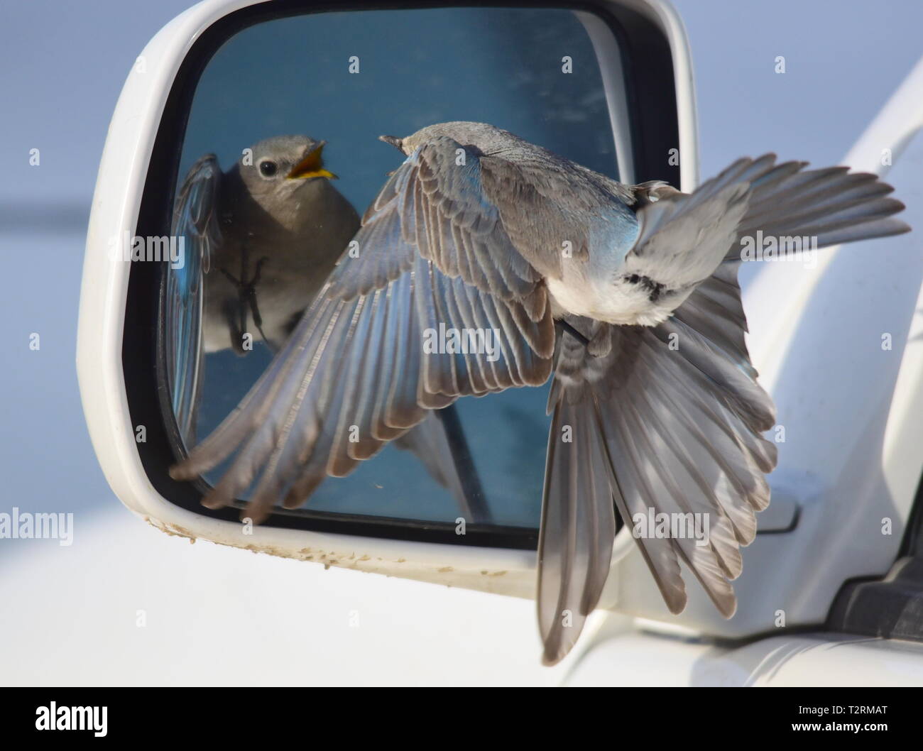 Ein Berg bluebird Angriffe ein Auto Spiegel nach dem Besuch der Reflexion und denkt, dass es sich um einen konkurrierenden Vogel bei Seedskadee National Wildlife Refuge, 25. März 2019 in Sweetwater County, Wyoming. Bestimmte Vogelarten bekannt sind, ist dies Verhalten während der Brutzeit, wenn der Wettbewerb für Nesting Territorien ist hoch, zu präsentieren. Stockfoto