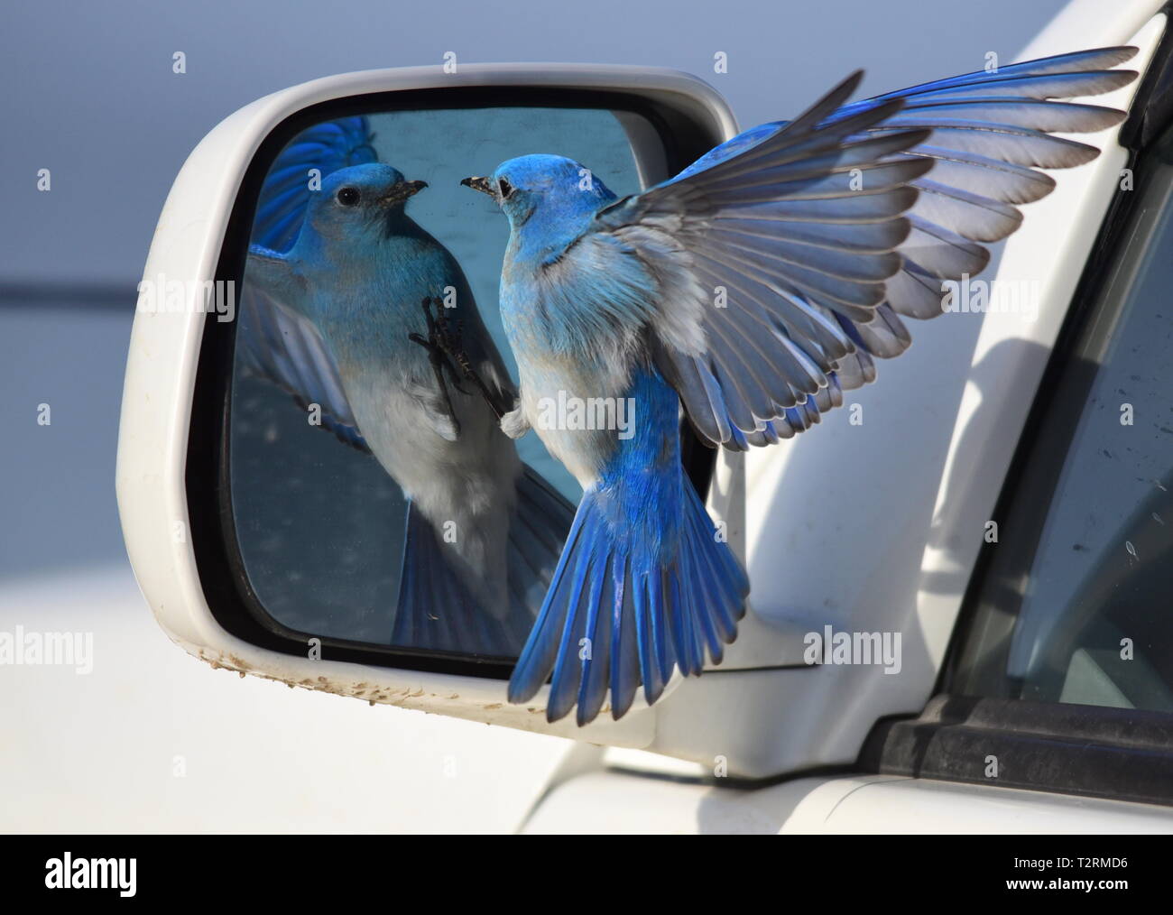 Ein Berg bluebird Angriffe ein Auto Spiegel nach dem Besuch der Reflexion und denkt, dass es sich um einen konkurrierenden Vogel bei Seedskadee National Wildlife Refuge, 25. März 2019 in Sweetwater County, Wyoming. Bestimmte Vogelarten bekannt sind, ist dies Verhalten während der Brutzeit, wenn der Wettbewerb für Nesting Territorien ist hoch, zu präsentieren. Stockfoto
