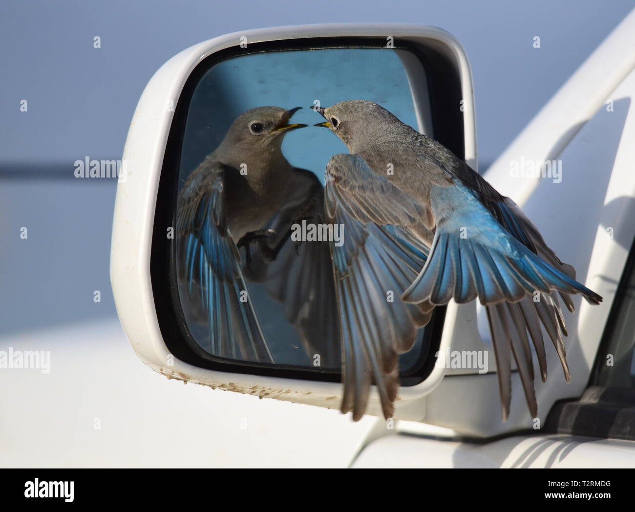 Ein Berg bluebird Angriffe ein Auto Spiegel nach dem Besuch der Reflexion und denkt, dass es sich um einen konkurrierenden Vogel bei Seedskadee National Wildlife Refuge, 25. März 2019 in Sweetwater County, Wyoming. Bestimmte Vogelarten bekannt sind, ist dies Verhalten während der Brutzeit, wenn der Wettbewerb für Nesting Territorien ist hoch, zu präsentieren. Stockfoto