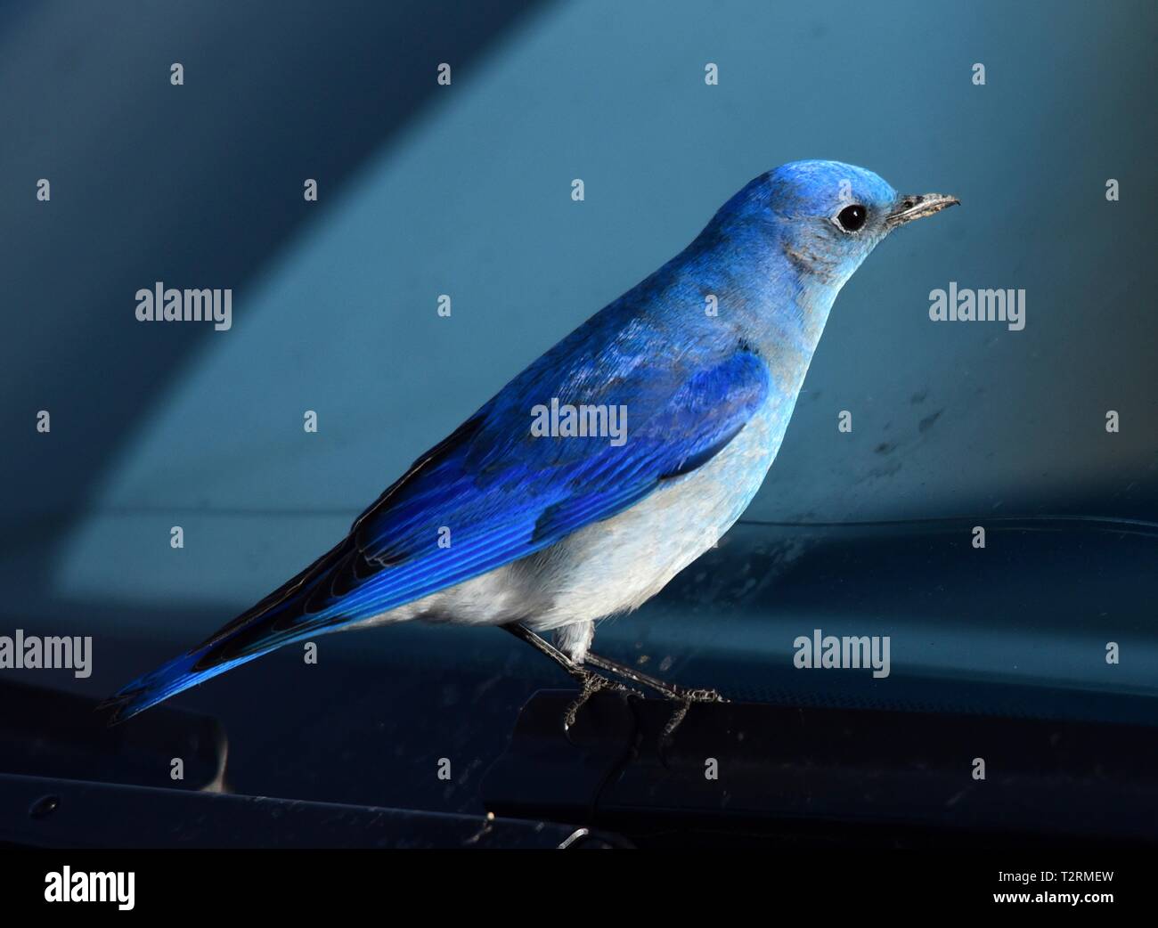 Ein Berg bluebird im Frühjahr an Seedskadee National Wildlife Refuge, 25. März 2019 in Sweetwater County, Wyoming. Bestimmte Vogelarten bekannt sind, ist dies Verhalten während der Brutzeit, wenn der Wettbewerb für Nesting Territorien ist hoch, zu präsentieren. Stockfoto