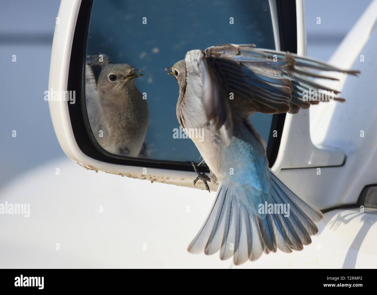 Ein Berg bluebird Angriffe ein Auto Spiegel nach dem Besuch der Reflexion und denkt, dass es sich um einen konkurrierenden Vogel bei Seedskadee National Wildlife Refuge, 25. März 2019 in Sweetwater County, Wyoming. Bestimmte Vogelarten bekannt sind, ist dies Verhalten während der Brutzeit, wenn der Wettbewerb für Nesting Territorien ist hoch, zu präsentieren. Stockfoto