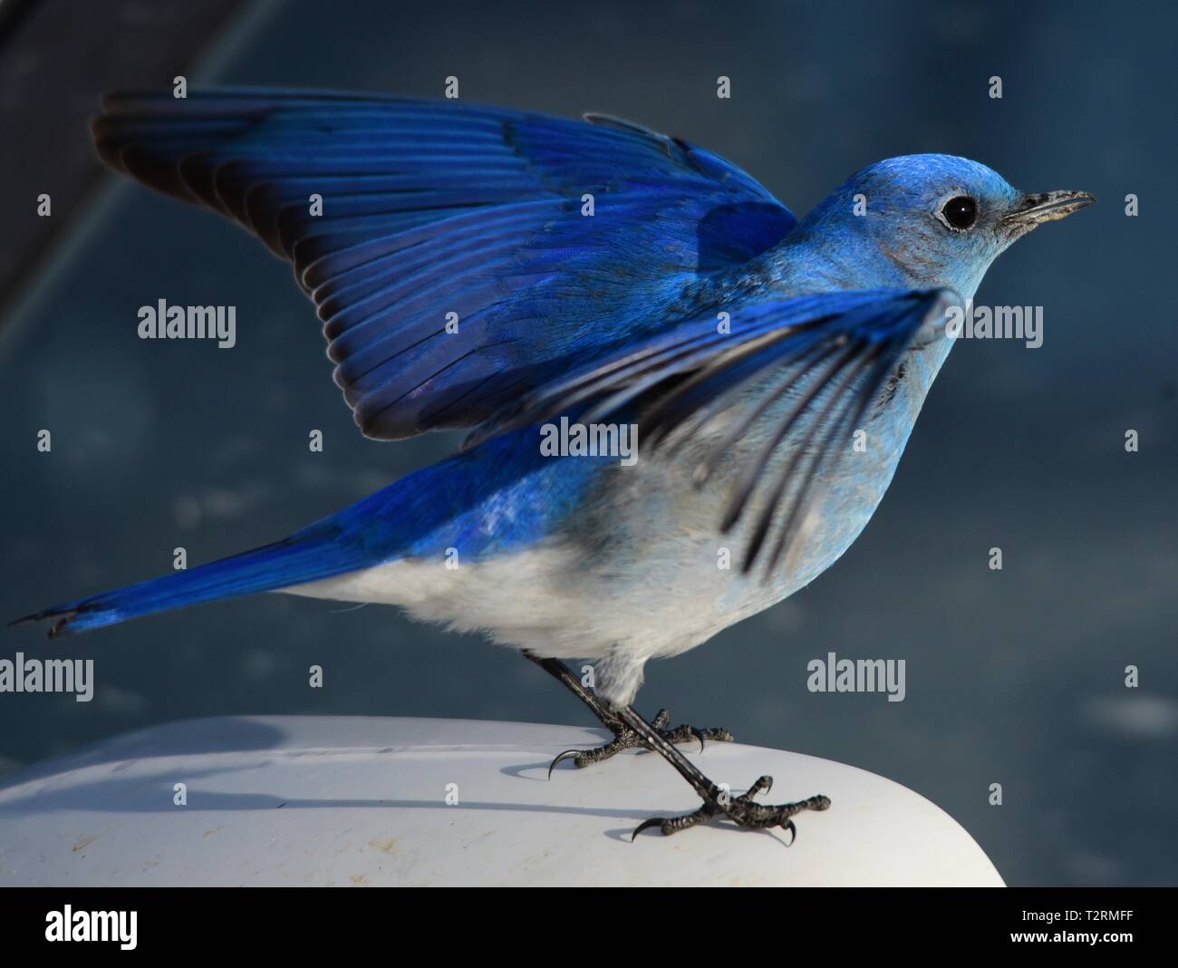 Ein Berg bluebird im Frühjahr an Seedskadee National Wildlife Refuge, 25. März 2019 in Sweetwater County, Wyoming. Bestimmte Vogelarten bekannt sind, ist dies Verhalten während der Brutzeit, wenn der Wettbewerb für Nesting Territorien ist hoch, zu präsentieren. Stockfoto