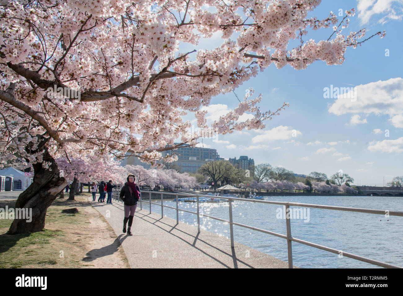 Kirschblüten im Peak bloom entlang der Tidal Basin April 1, 2019 in Washington, D.C. Die blühenden Kirschbäume entstand 1912 als ein Geschenk der Freundschaft von den Menschen in Japan. Jedes Jahr am 29. März die National Cherry Blossom Festival statt der Jahrestag der Geschenk aus Japan zu feiern. Stockfoto