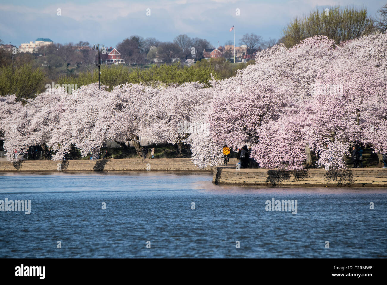 Kirschblüten im Peak bloom entlang der Tidal Basin April 1, 2019 in Washington, D.C. Die blühenden Kirschbäume entstand 1912 als ein Geschenk der Freundschaft von den Menschen in Japan. Jedes Jahr am 29. März die National Cherry Blossom Festival statt der Jahrestag der Geschenk aus Japan zu feiern. Stockfoto