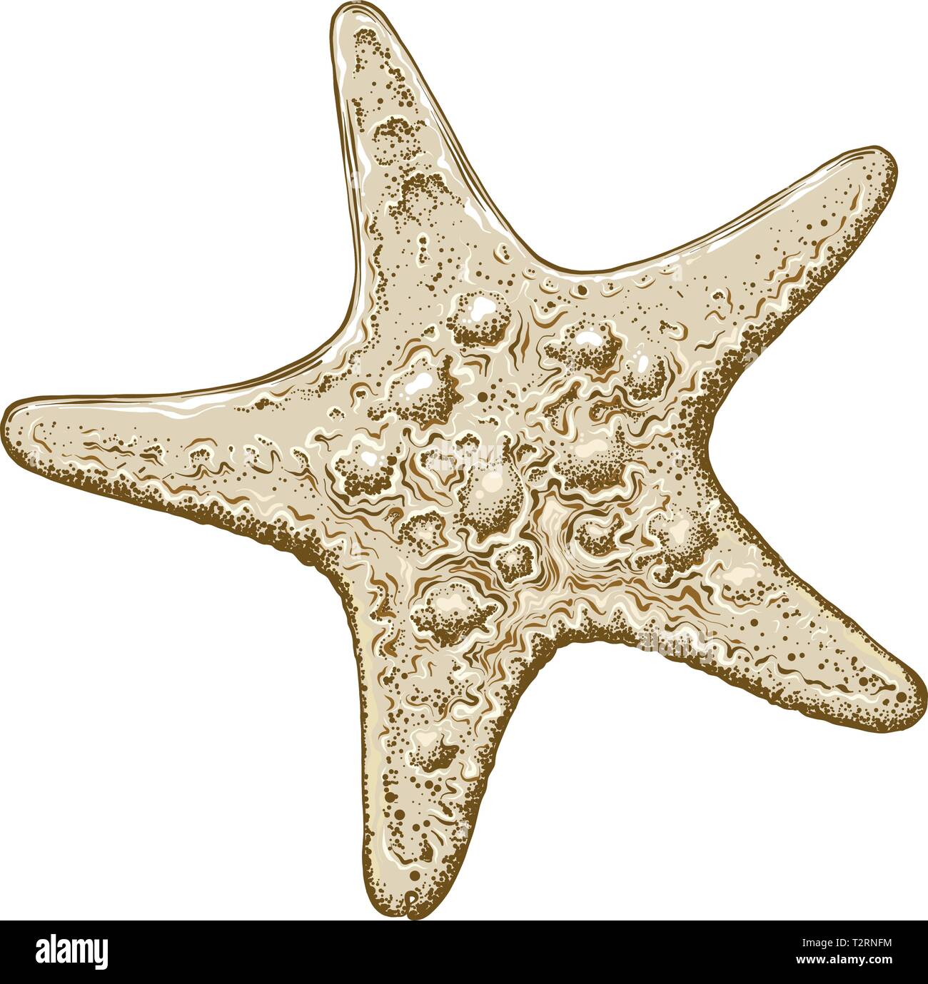 Hand gezeichnete Skizze von Seestern in Farbe, auf weißem Hintergrund. Detaillierte Vintage Style Zeichnung. Vector Illustration. Stock Vektor