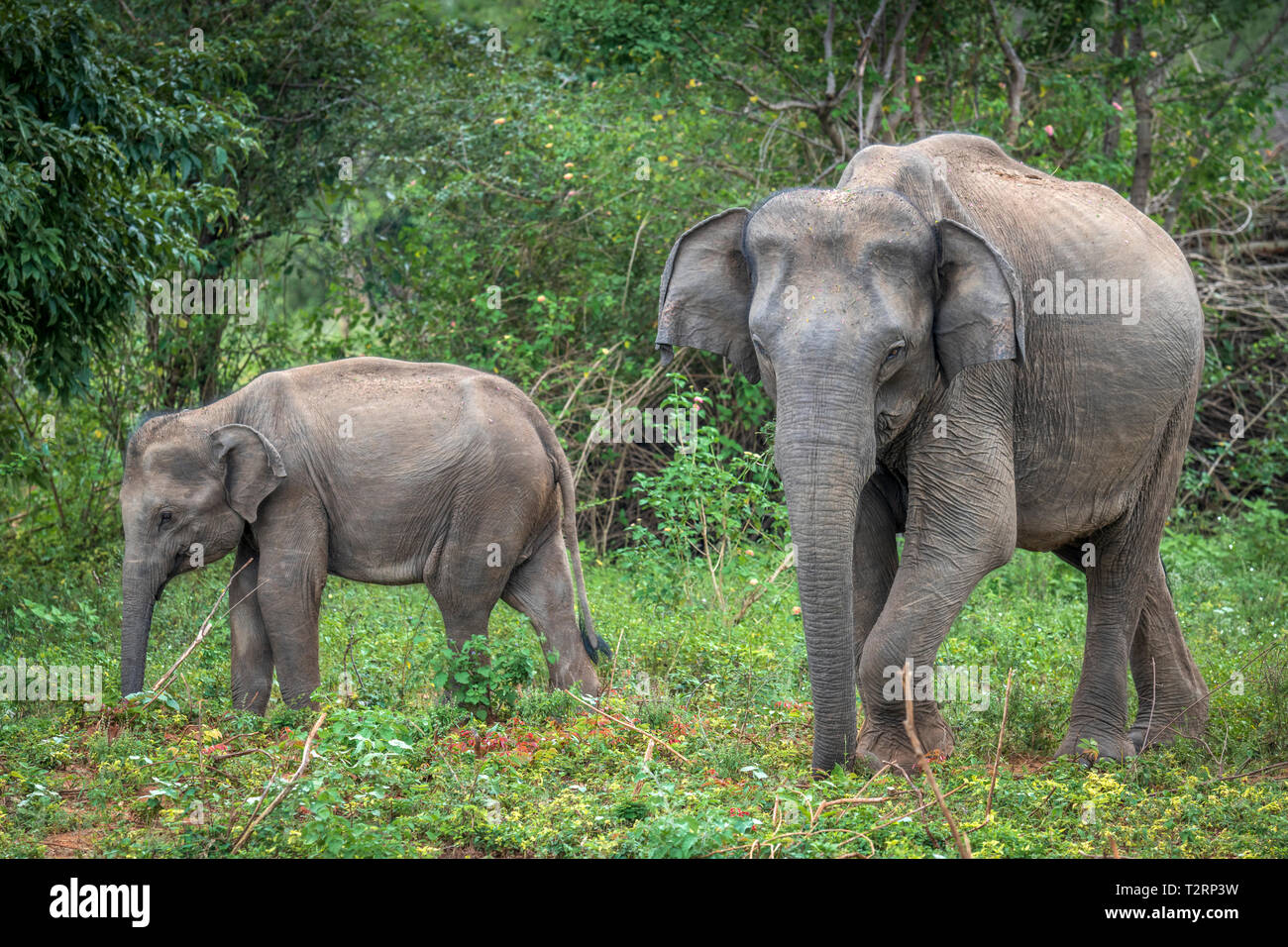 Tief im Inneren Udawalawe National Park in der südlichen Provinz von Sri Lanka, ein verspieltes Baby Elefant von einem anderen Mitglied der Herde lernt. Stockfoto