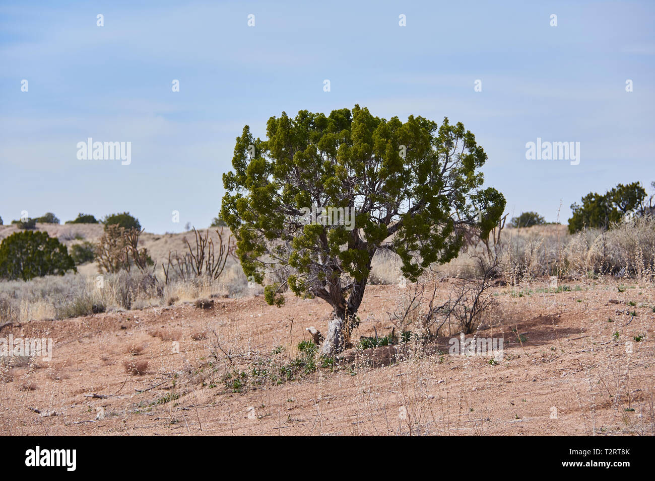 Südwesten Landschaft Stockfoto