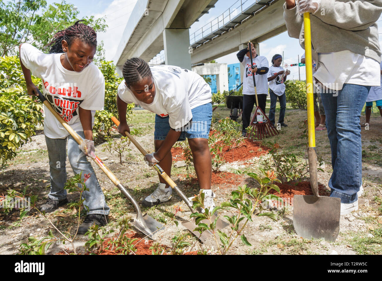 Miami Florida, Overtown, Peace Park, Global Youth Service Day, Baumbepflanzung, Freiwillige Freiwillige ehrenamtlich arbeiten Arbeiter, Teamarbeit zusammen Stockfoto