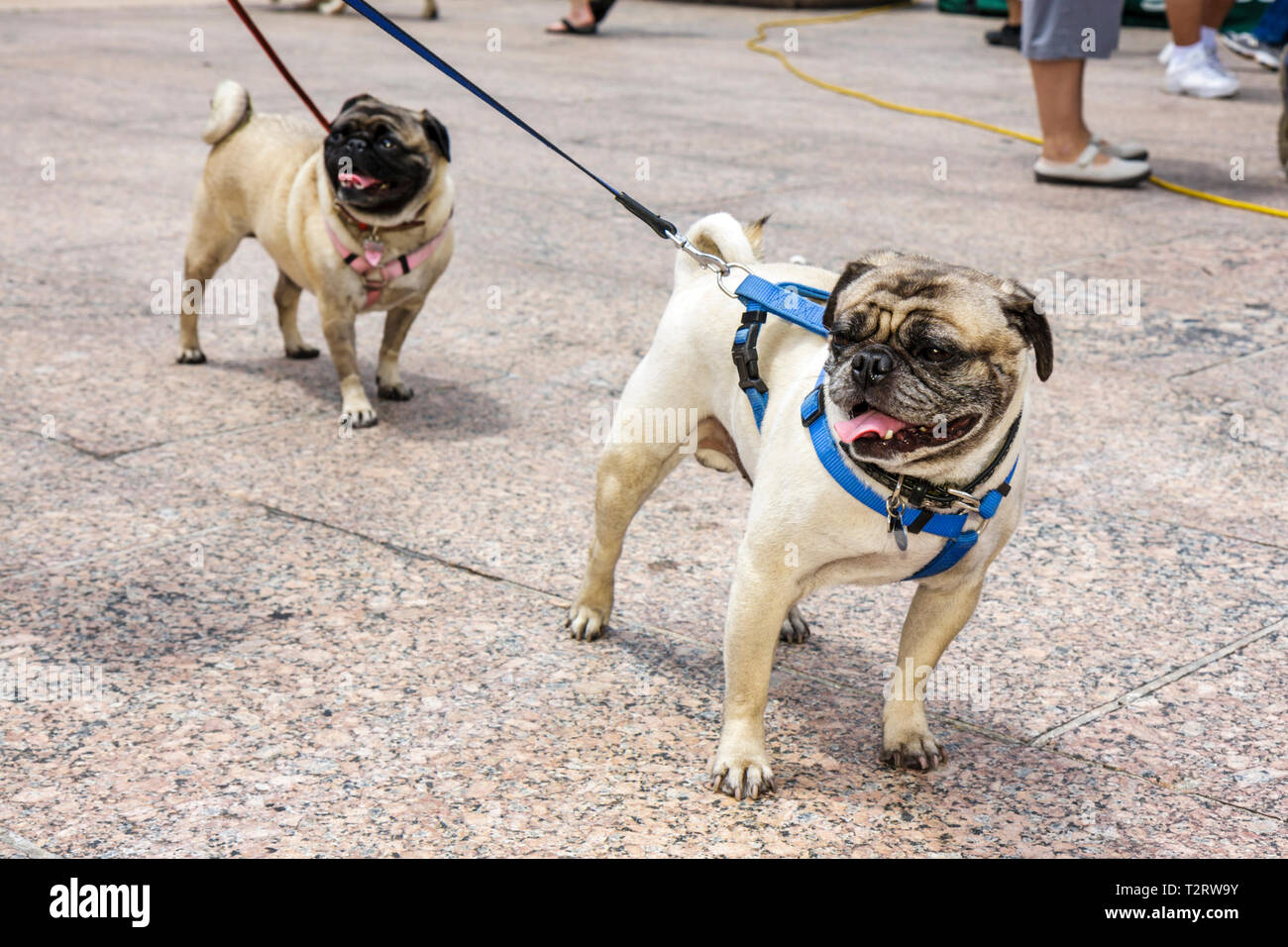 Miami Florida, Bayfront Park, Hunde, Tier, Haustiere, Pug, kleine Rasse, Leine, faltiges Gesicht, Besucher reisen Reise Tourismus Wahrzeichen landm Stockfoto