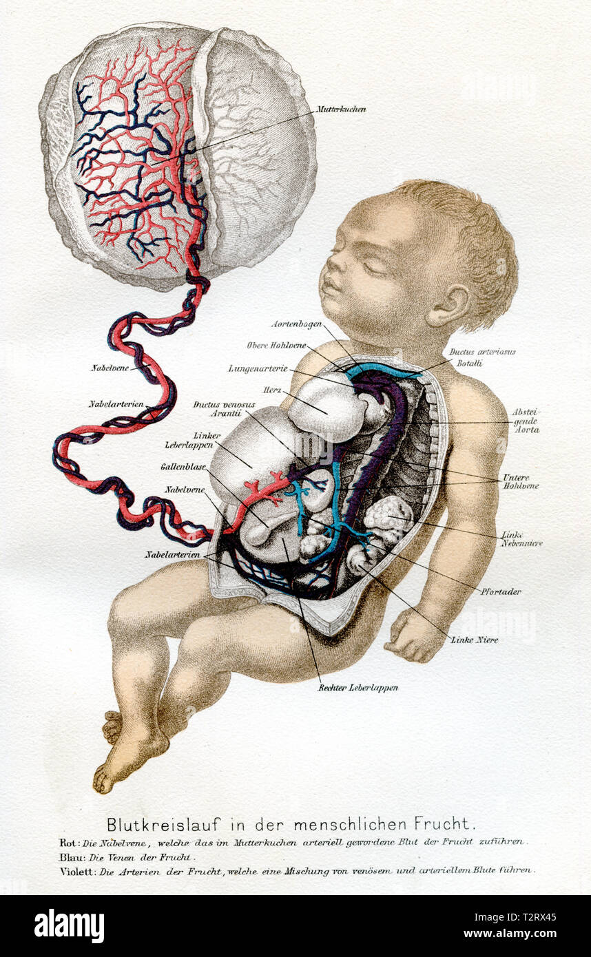Die Durchblutung des menschlichen Embryos mit Nabelschnur und Gebärmutter, 1894 Stockfoto