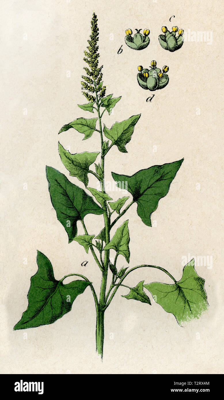 Good-King - Henry, des kleinen Mannes Spargel, mehrjährig Gänsefuß, Lincolnshire Spinat, Markery, Englisch Quecksilber, Quecksilber Gänsefuß, Stockfoto