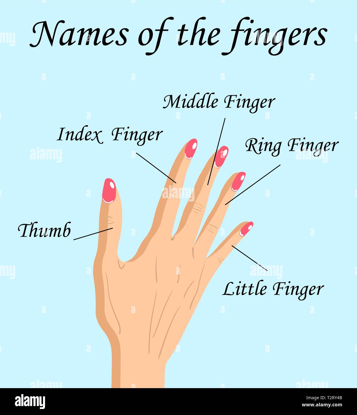 Finger Namen der Teile des menschlichen Körpers, eine Hand gezeichnet Vektor Cartoon Illustration der menschlichen Finger und seinen Namen. Stock Vektor
