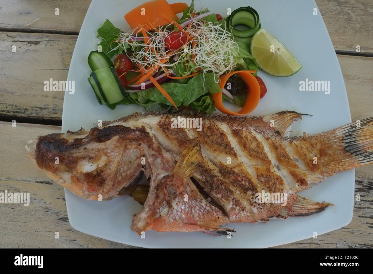 Red snapper karibik -Fotos und -Bildmaterial in hoher Auflösung – Alamy