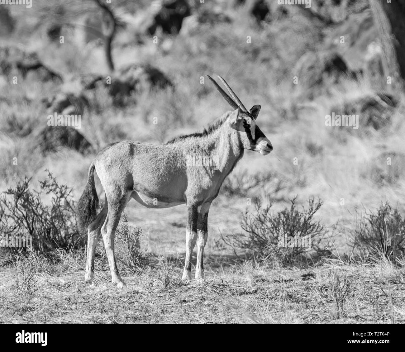 Ein jugendlicher Oryx Antilope im südlichen afrikanischen Savanne Stockfoto