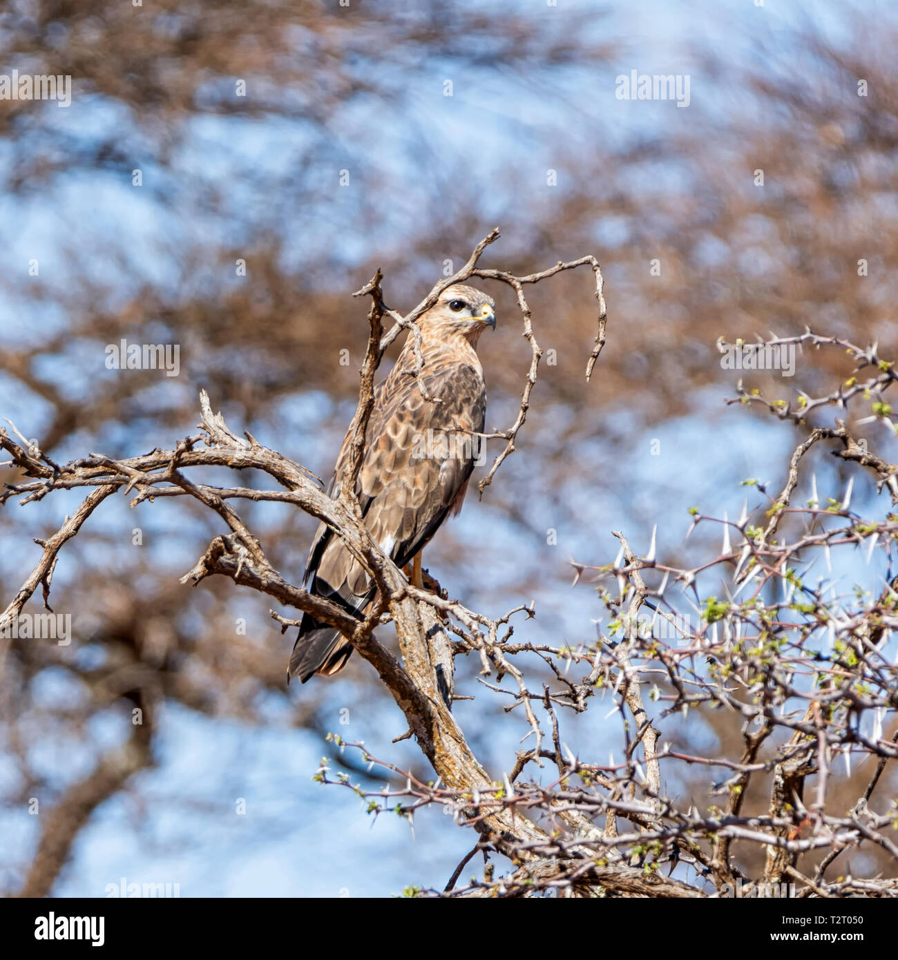 Eine Steppe Bussard hoch oben in einem Baum im südlichen afrikanischen Savanne Stockfoto