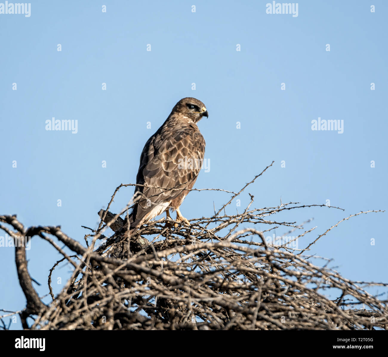 Eine Steppe Bussard hoch oben in einem Baum im südlichen afrikanischen Savanne Stockfoto