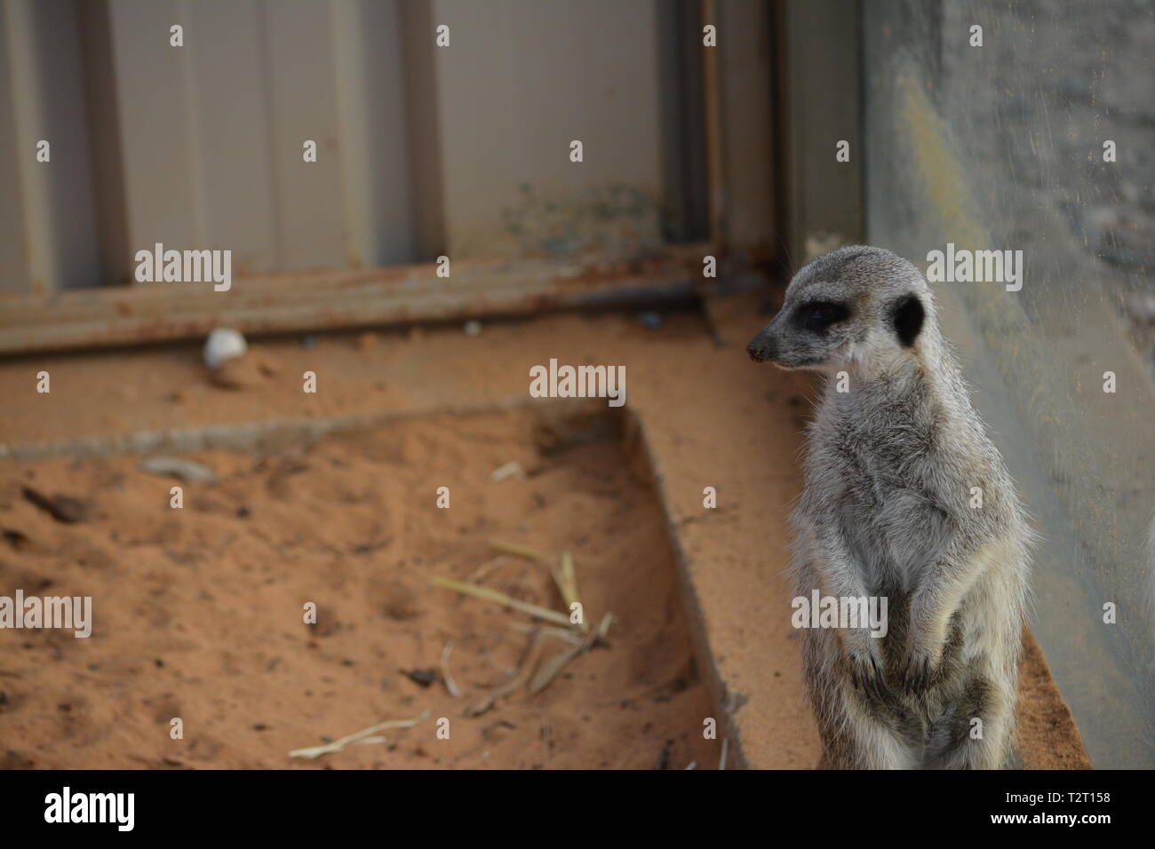 Erdmännchen Gehäuse aus Monarto Zoo fängt Erdmännchen in ihrem natürlichen Lebensraum Stockfoto