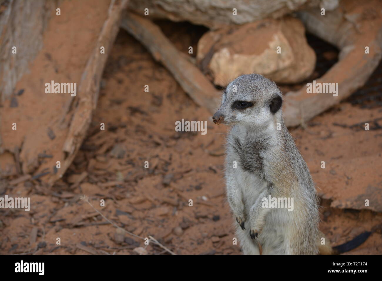 Erdmännchen Gehäuse aus Monarto Zoo fängt Erdmännchen in ihrem natürlichen Lebensraum Stockfoto
