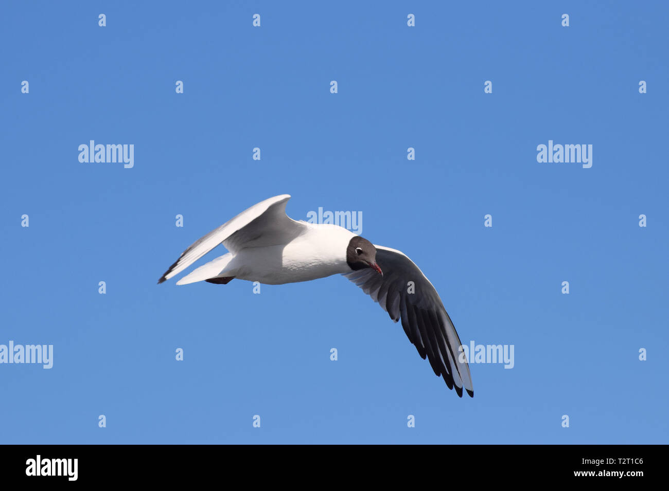 Schwarze Leitung Möwe Vogel im Flug am blauen Himmel Stockfoto