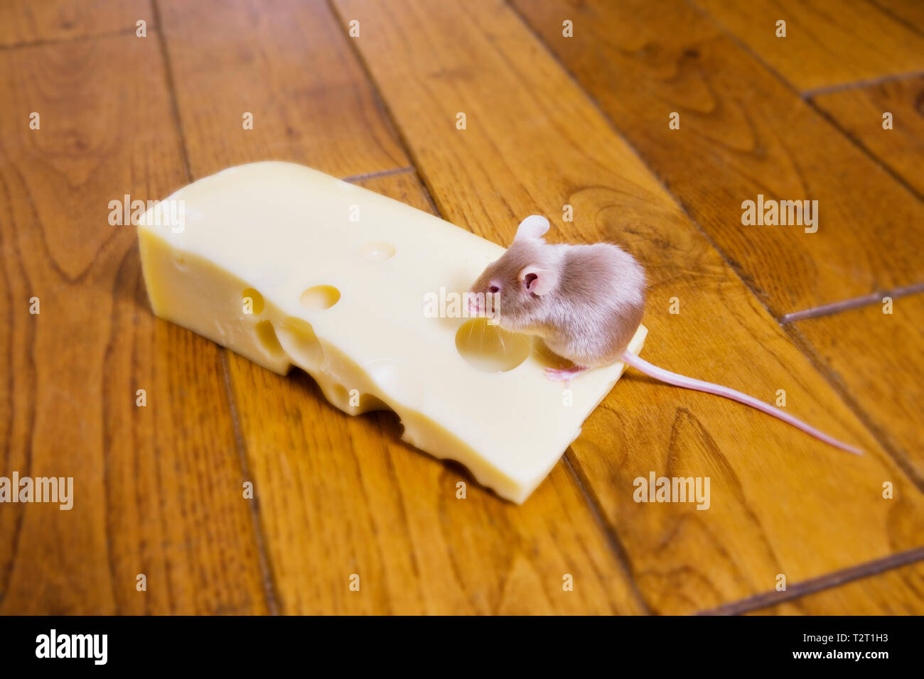 Eine Maus auf einem Stück Käse Stockfoto