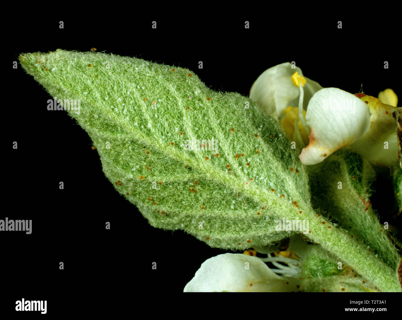 Neue Befall von Milben Obst baum Rote Spinne (Panonychus ulmi) auf einem Jungen apple Blatt und Blüte Stockfoto