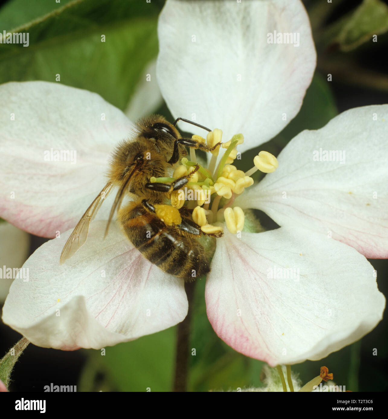 Arbeitnehmer Honigbiene (Apis mellifera) sammeln pollen Pollen sacs oder corbiculae von Apple Blossom Stockfoto